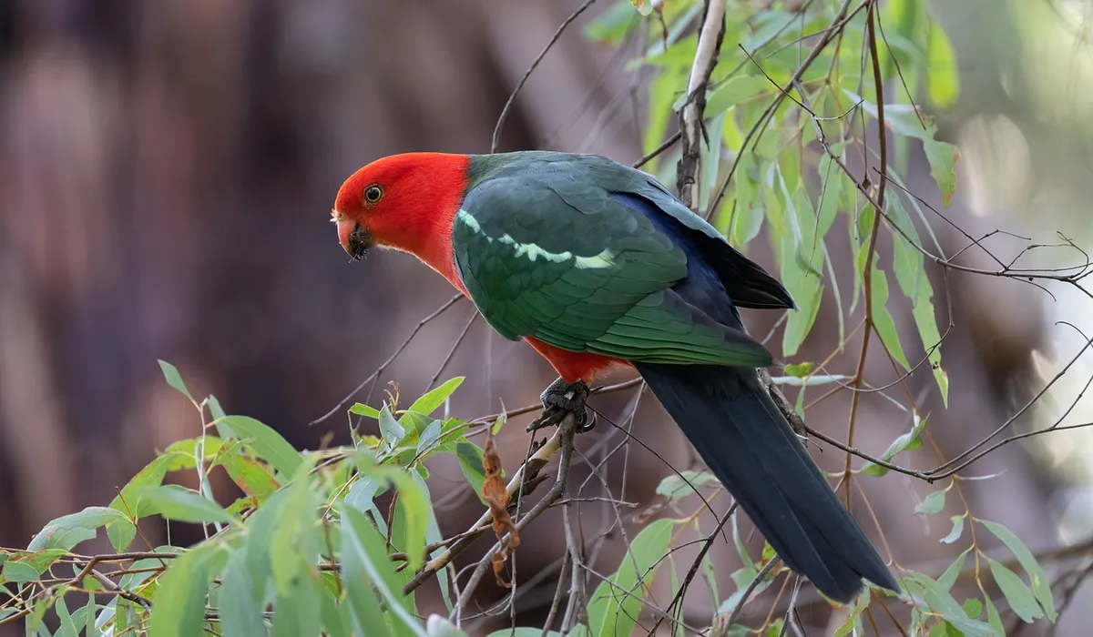 Red-headed parrot perched on a leafy branch with green body feathers and a long dark tail.