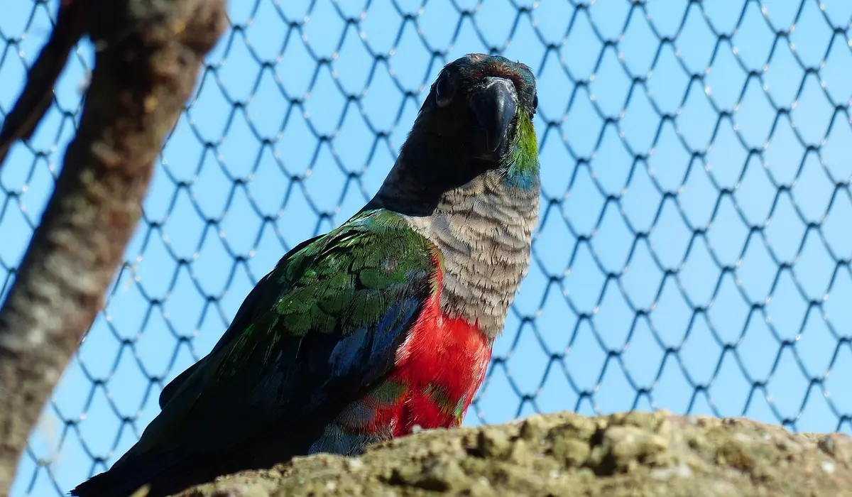 Colorful parrot perched on a rock with a blue sky and chain-link fence in the background.