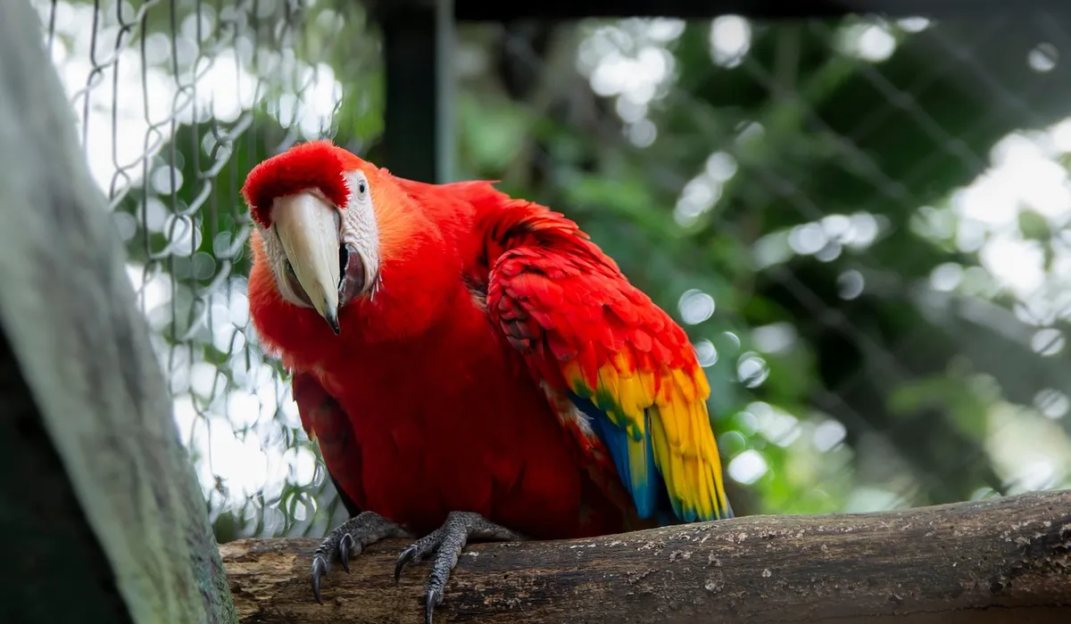A bright red scarlet macaw perched on a wooden perch inside a wire mesh cage, with green foliage in the background.