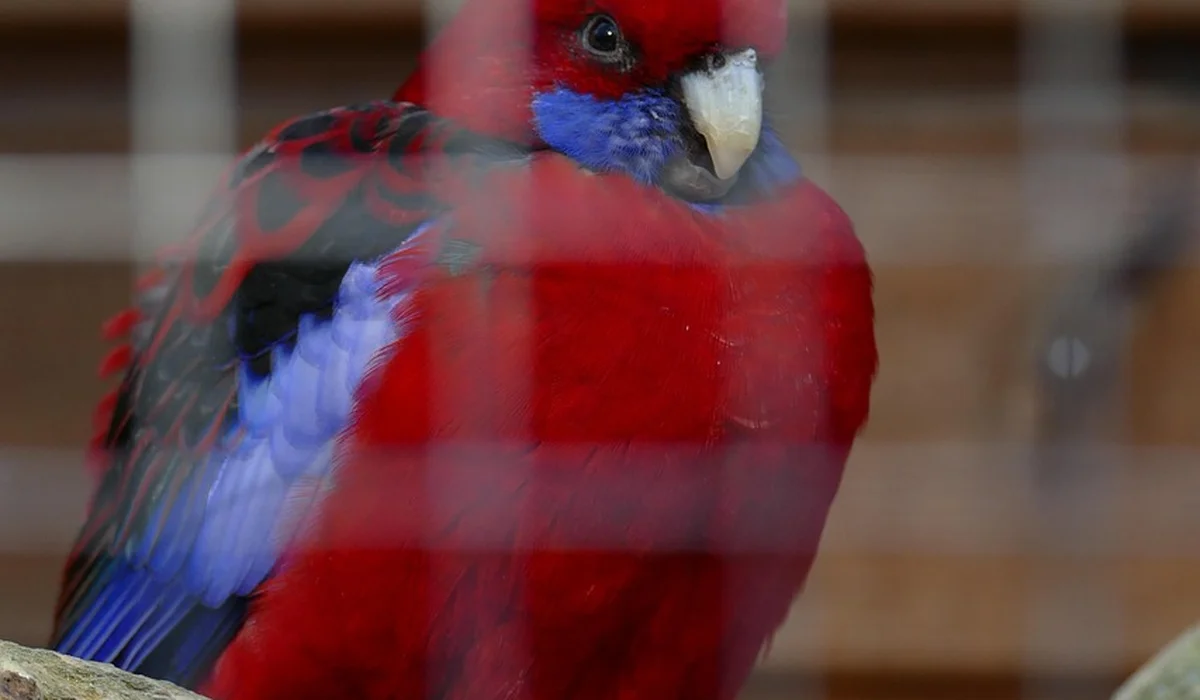 Red and blue parrot inside a cage with wooden bars, colorful plumage visible through the bars.
