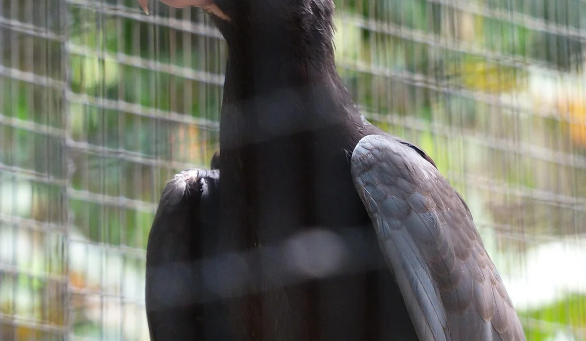 Black parrot behind a metal cage, with blurred green foliage in the background