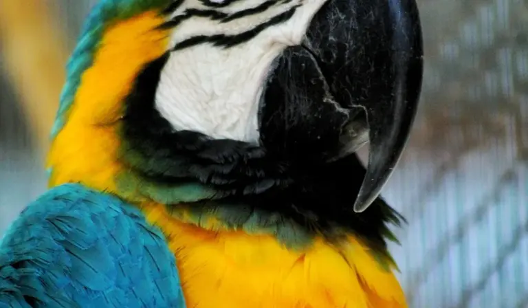 Close-up of a blue-and-yellow macaw with cage bars in the background.