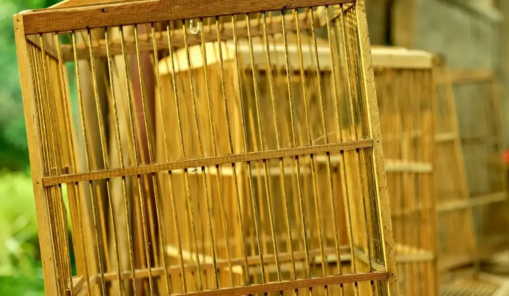 Parrot Cage and Setup Costs: Essential Equipment Budgeting Guide