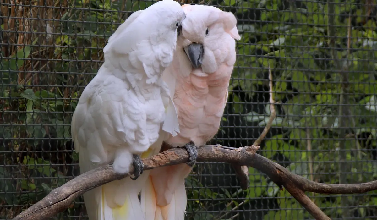 Two white cockatoos perched on a branch inside a metal wire cage, illustrating concerns around cage materials and construction safety.