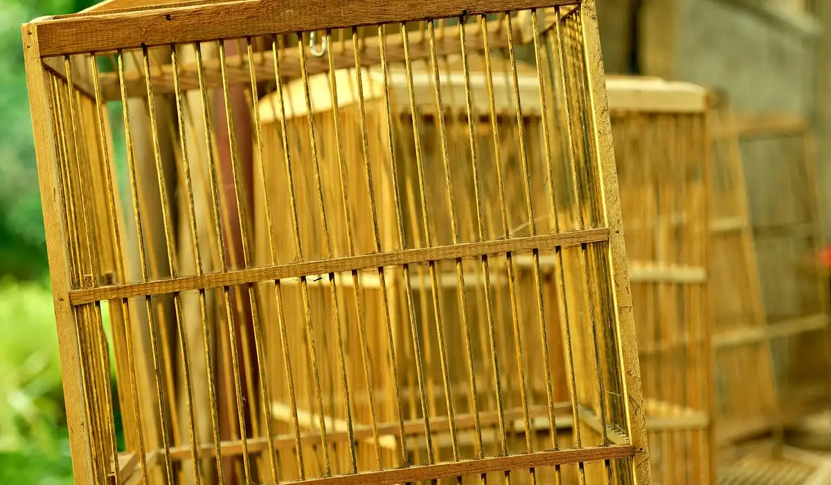 Several wooden parrot cages outdoors in a calm setting.