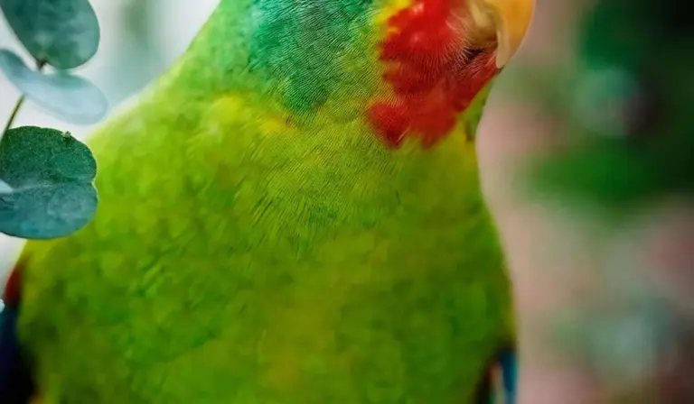 Close-up of a vibrant green parrot with a red-orange patch near its beak