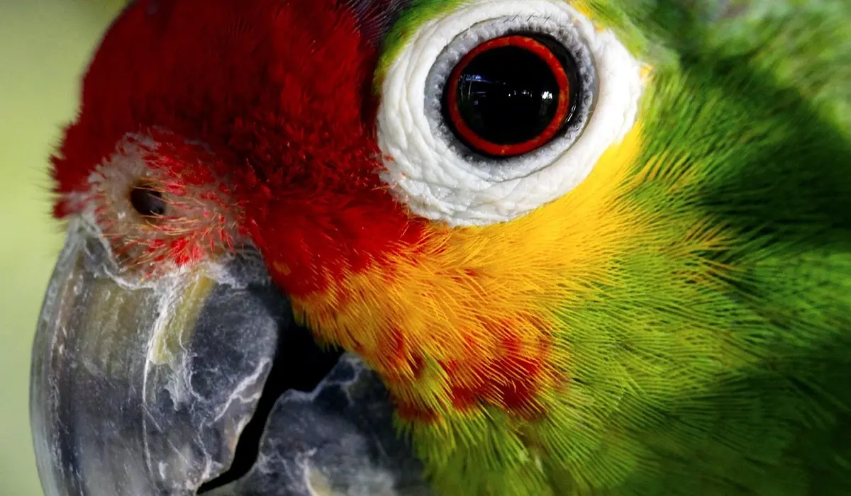 Close-up of a bright green parrot with red facial markings and a large beak.
