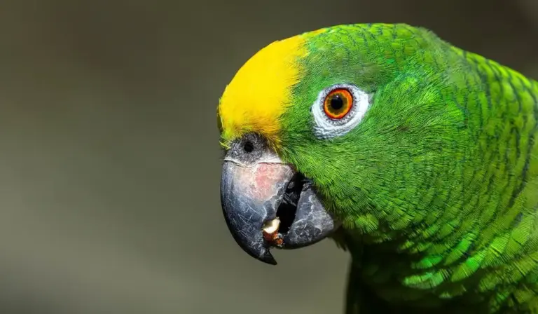 Close-up of a vibrant green parrot with a yellow crown