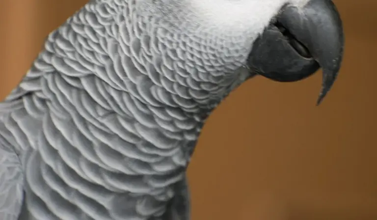 Close-up of a grey African grey parrot with textured feathers and a curved beak.