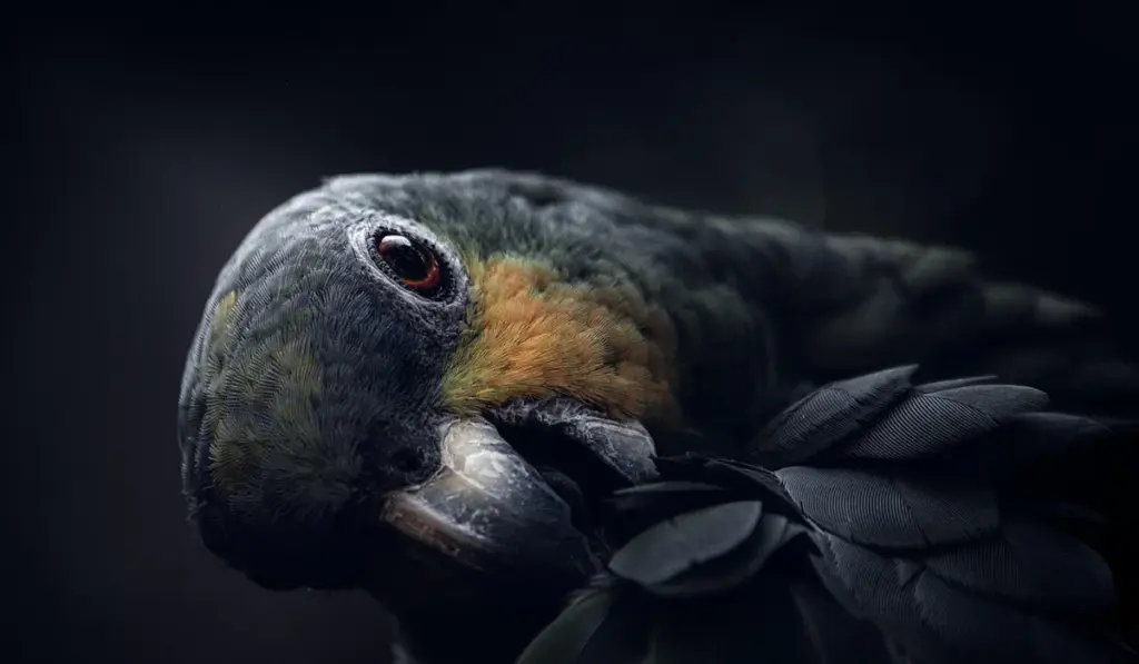 How to Choose the Perfect Avian Vet for Your Bird