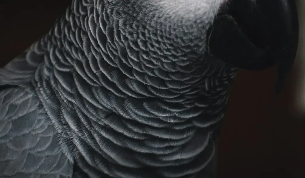 Parrot Ownership Laws and Wild Populations in California