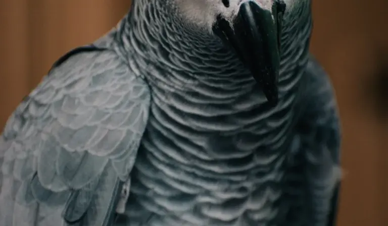 Close-up of a blue-grey parrot, showcasing intricate feather textures and a curved black beak.