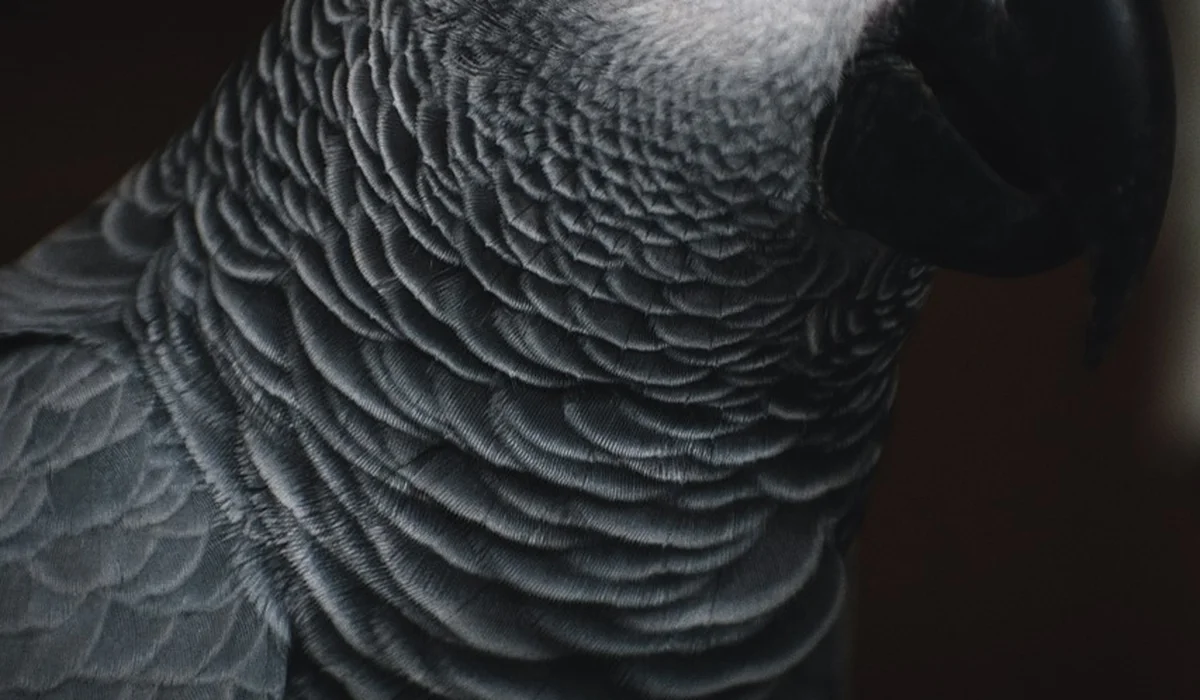 Macro close-up of layered parrot feathers in grayscale