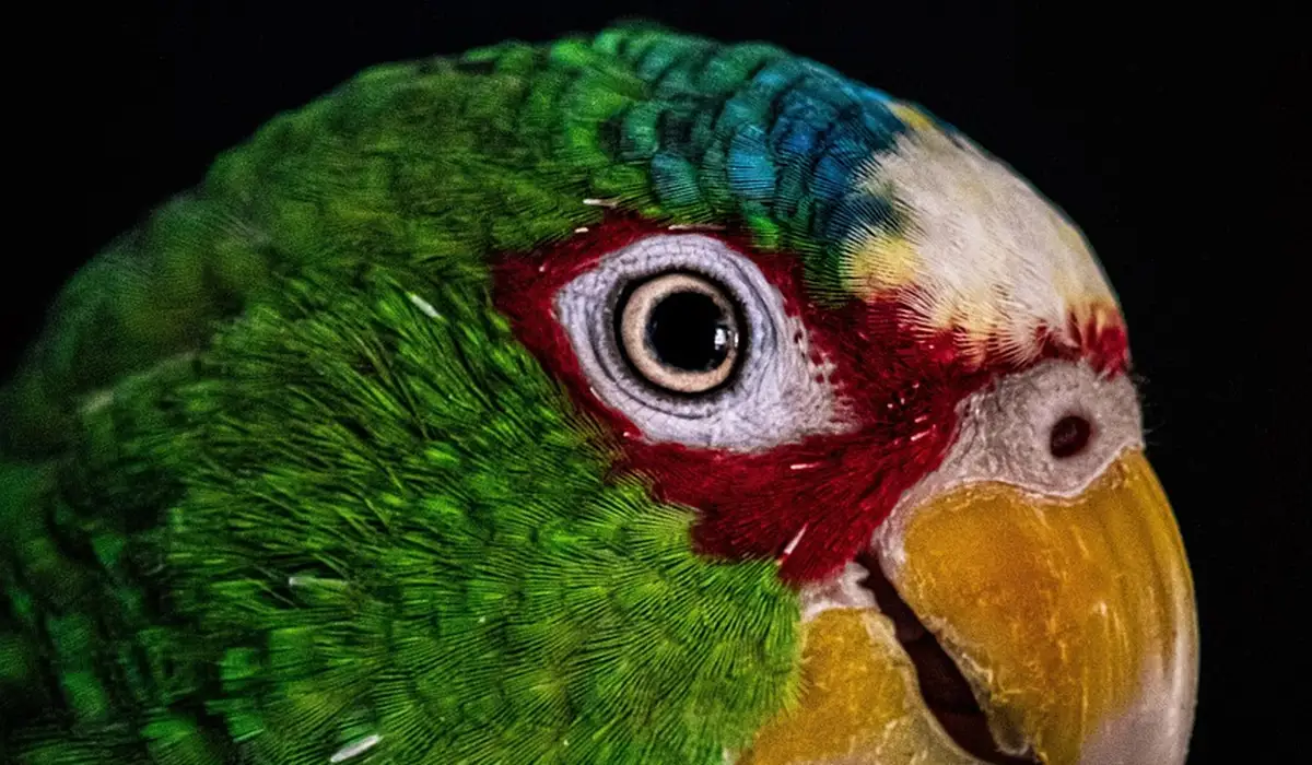 Close-up of a vibrant green parrot with a yellow beak and red facial markings