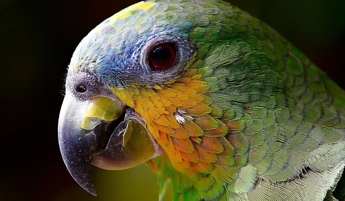 Close-up of a green parrot with a blue-gray beak and yellow-orange throat feathers