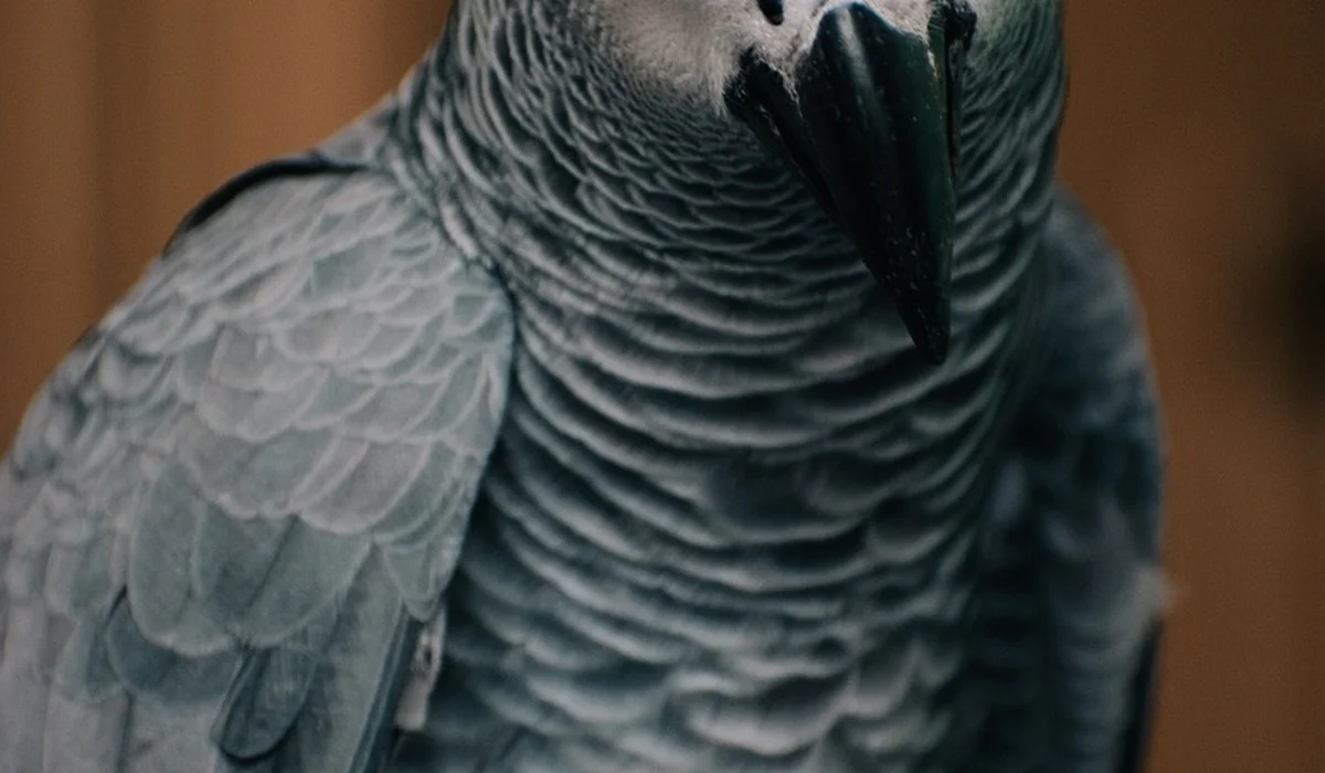 Close-up of a gray African Grey parrot, showing textured feathers and a dark curved beak.