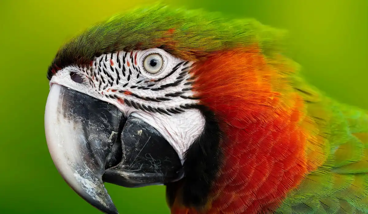 Close-up of a green-headed macaw with red chest and white facial skin marked with black lines, highlighting the parrot's distinctive beak and plumage.