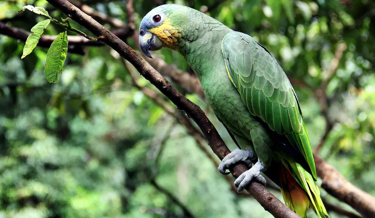 Green parrot perched on a branch in a dense, leafy environment, showing mostly green plumage with yellow facial markings and a pale beak.