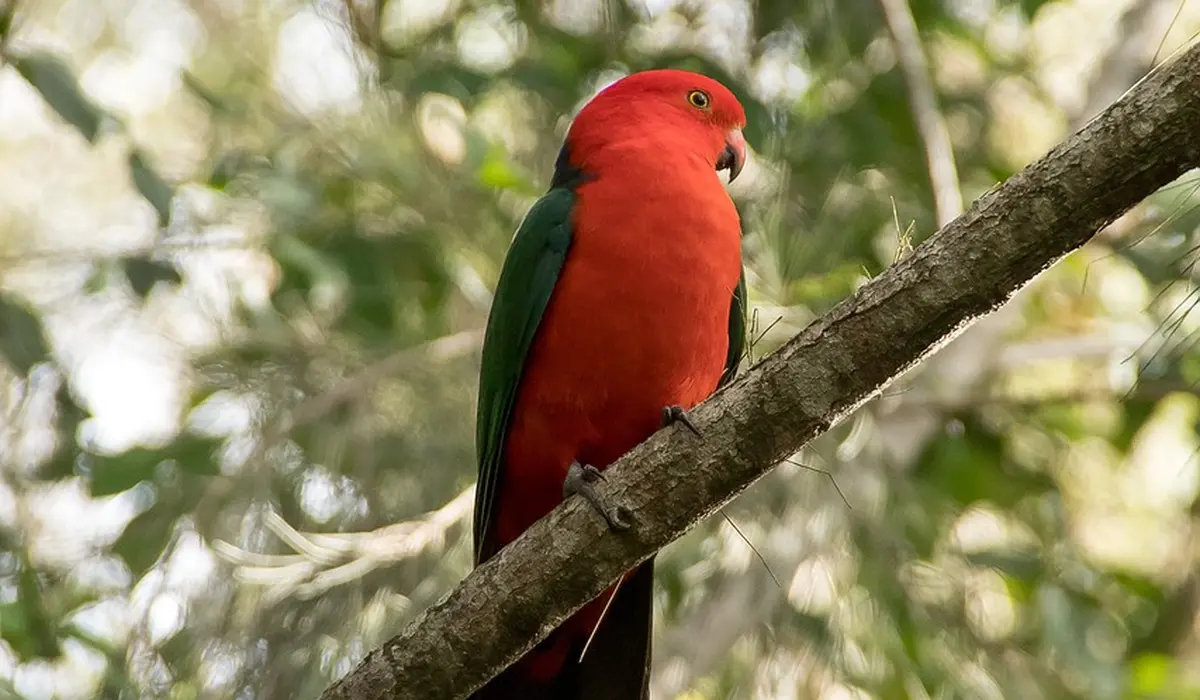 Bright red parrot perched on a branch among green foliage.