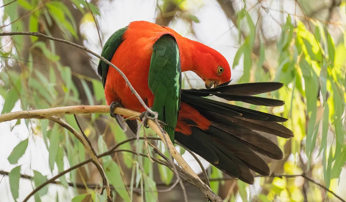 Bright red parrot with green wings perched on a branch among leaves