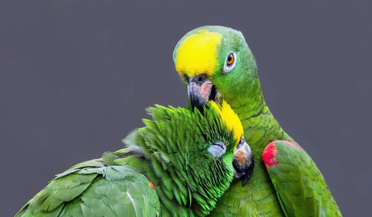 Two green parrots with yellow foreheads, closely engaged with beaks touching and feathers fluffed, illustrating courtship bonding.