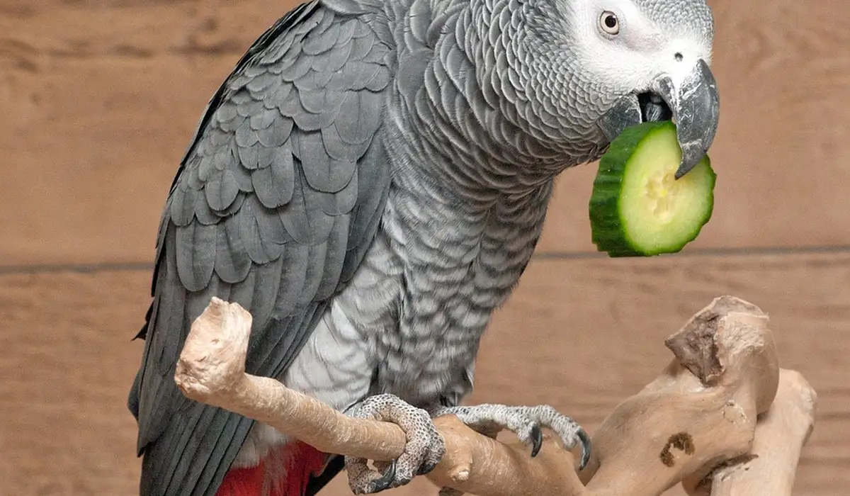 Gray parrot biting a slice of cucumber while perched on a branch