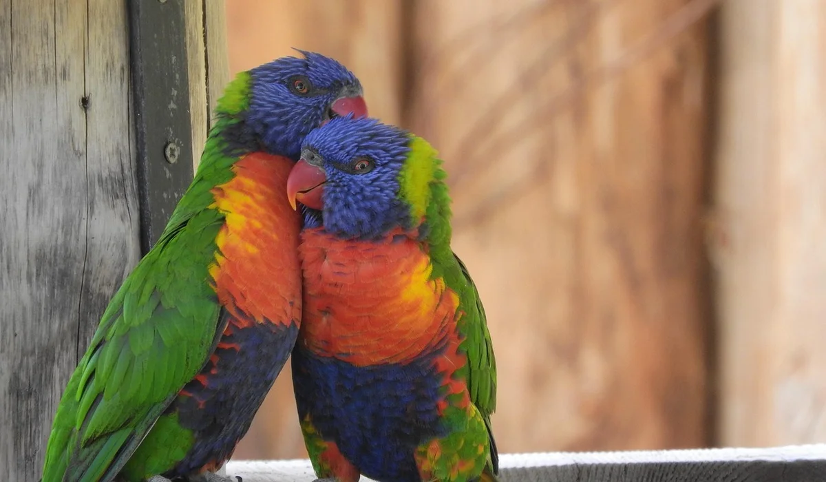 Two colorful parrots with green, blue, yellow, and orange plumage perched close together on a wooden railing.