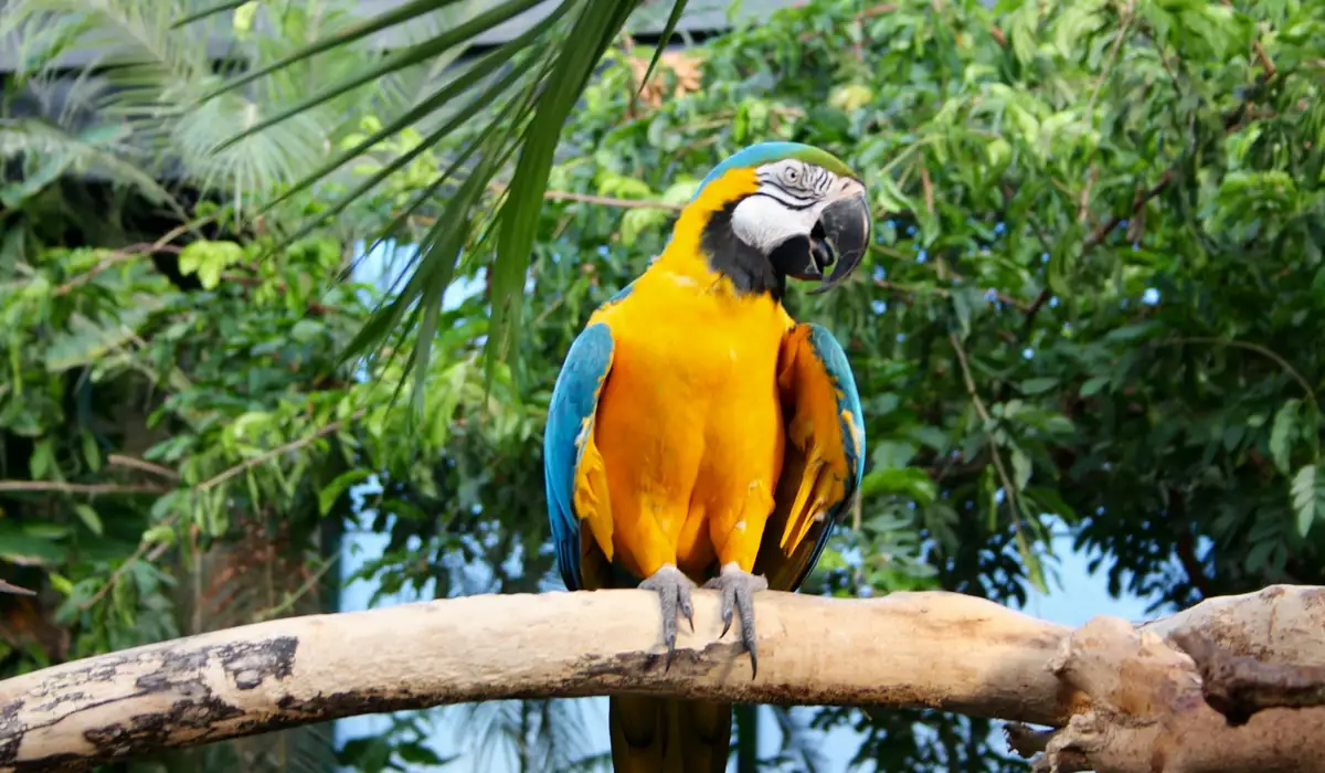 Blue-and-yellow macaw perched on a branch in a lush tropical setting.