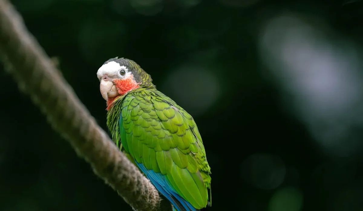 Green parrot with a white face and red cheek patches perched on a branch