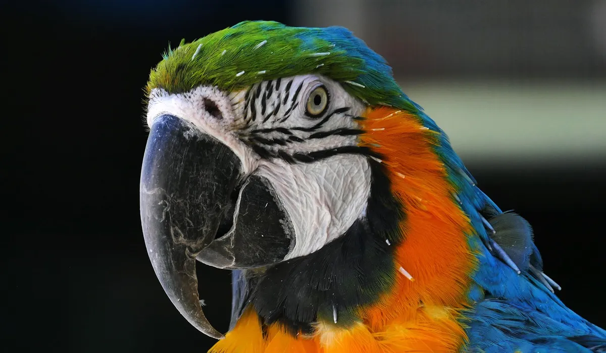 Close-up of a macaw parrot with a green head, orange chest, and blue wings, showing a large curved beak