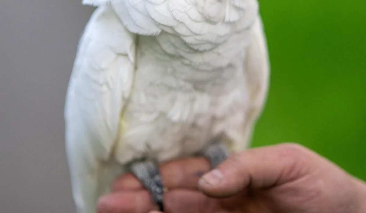 Close-up of a white parrot perched on a person's hand, showing the bird's feathers and a gray foot.