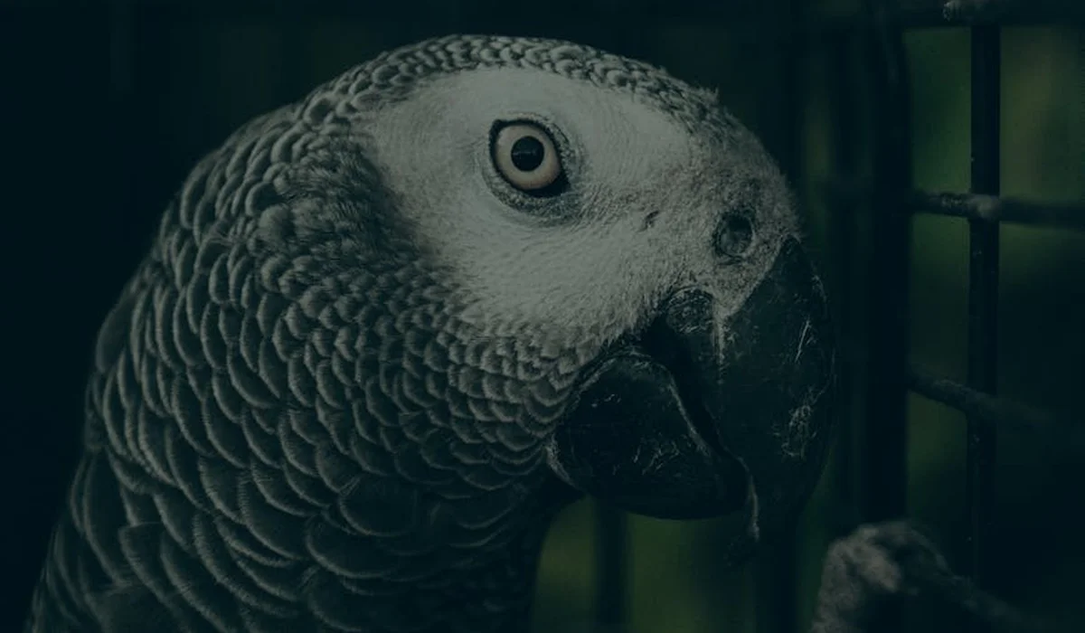 Close-up of a parrot's head with a prominent eye and textured feathers inside a cage.