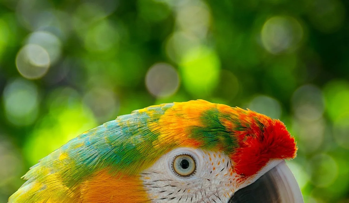 Close-up of a colorful parrot's head with red crown, orange and green feathers, and a light beak against a blurred green background.