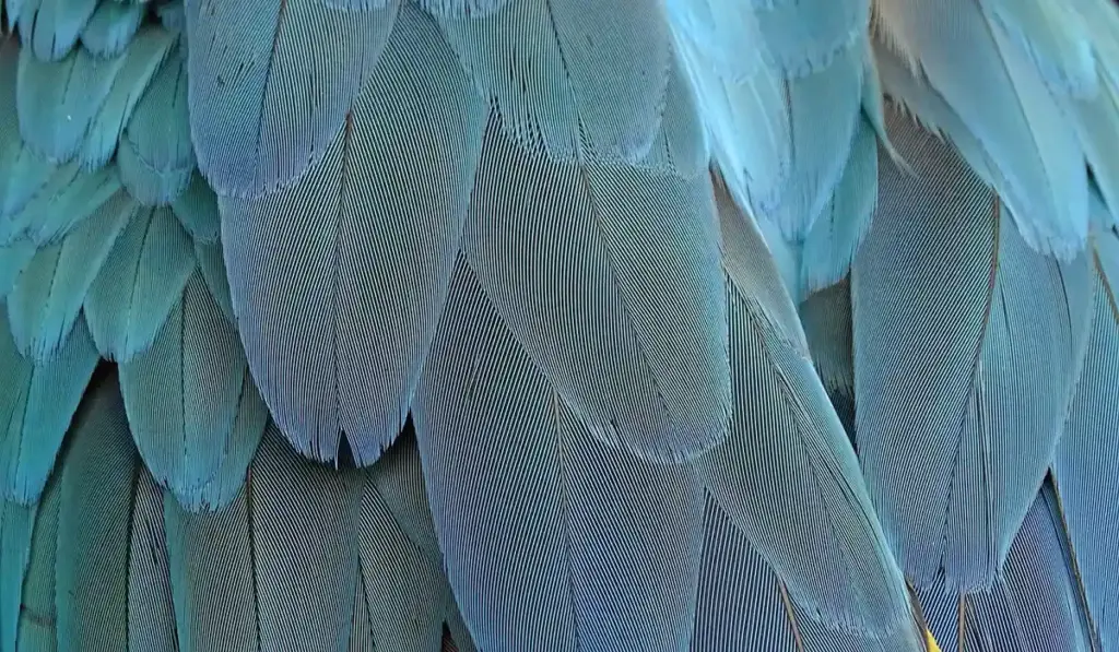 Are Parrots Mammals, Reptiles, or Vertebrates? Your Simple Guide