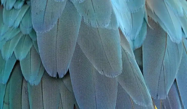 Close-up of overlapping blue and green parrot feathers.