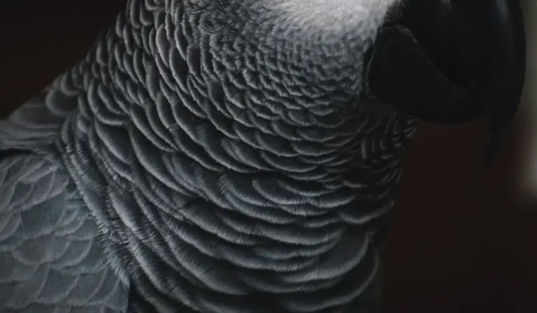 Close-up of a parrot's textured gray neck feathers.