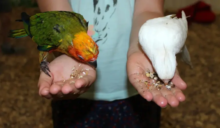 Two pet parrots held in cupped hands: a green parrot with an orange face on the left and a white parrot on the right, with seed debris on the palms.