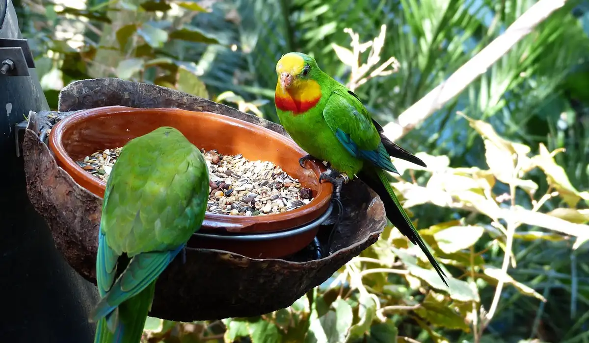 Two colorful parrots by a seed dish in a leafy garden.