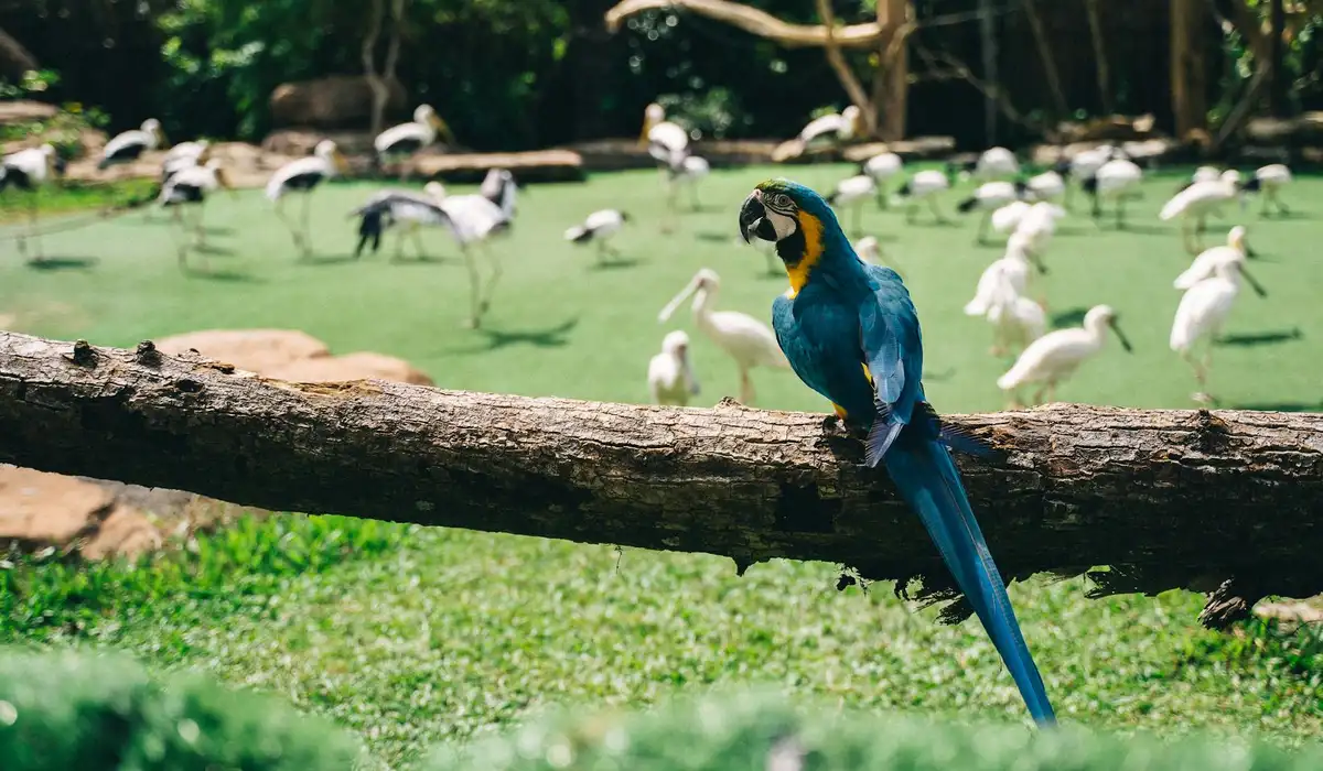 Blue-and-yellow macaw perched on a log with pink flamingos in the background