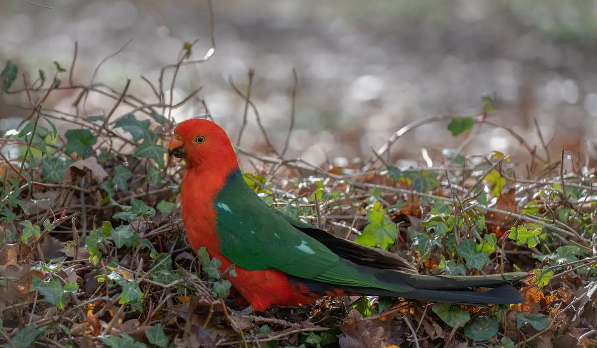 A bright red-headed parrot with green wings perched among ivy and fallen leaves.