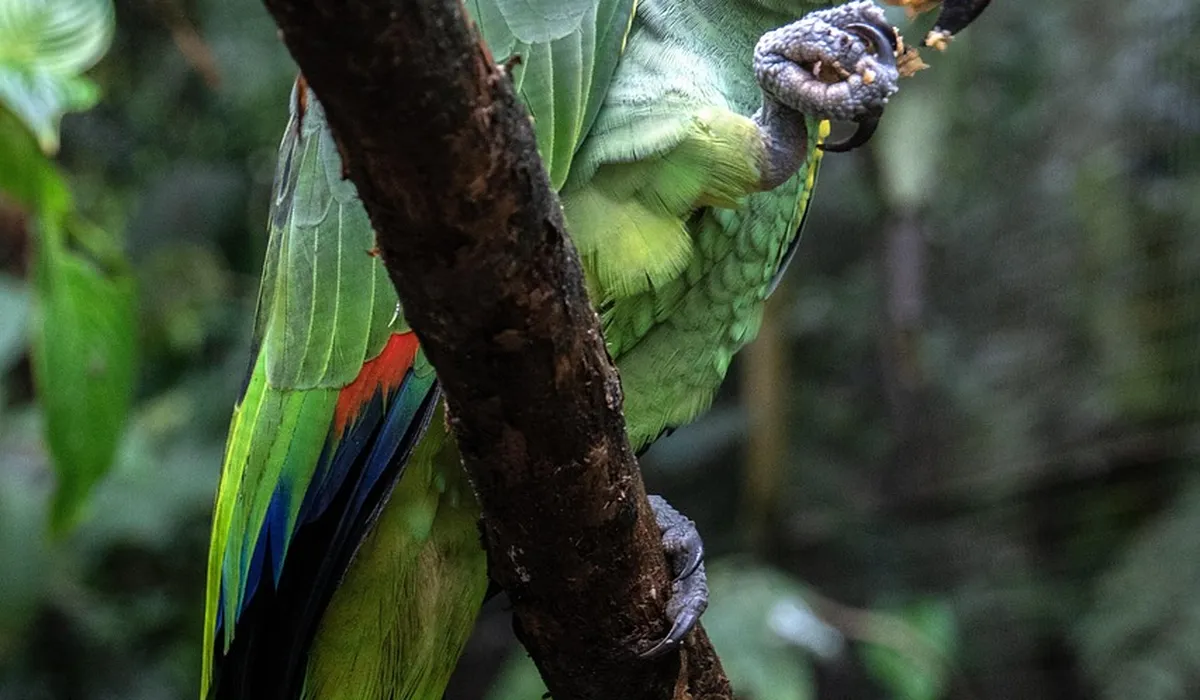Green parrot perched on a branch with feathers fluffed.