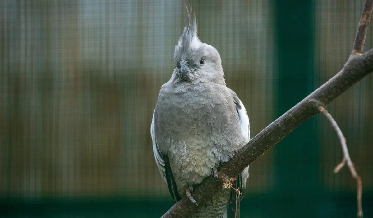 Grey cockatiel with a raised crest perched on a branch inside a cage, feathers slightly fluffed
