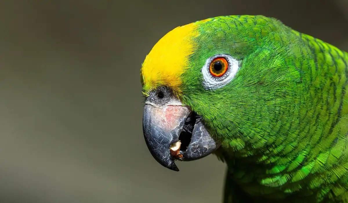 Close-up of a green parrot with a yellow forehead, focusing on its bright eye and curved beak.
