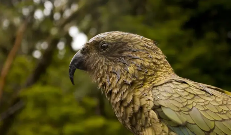 Close-up side profile of a brown-olive parrot with a curved black beak, against a green forest background.