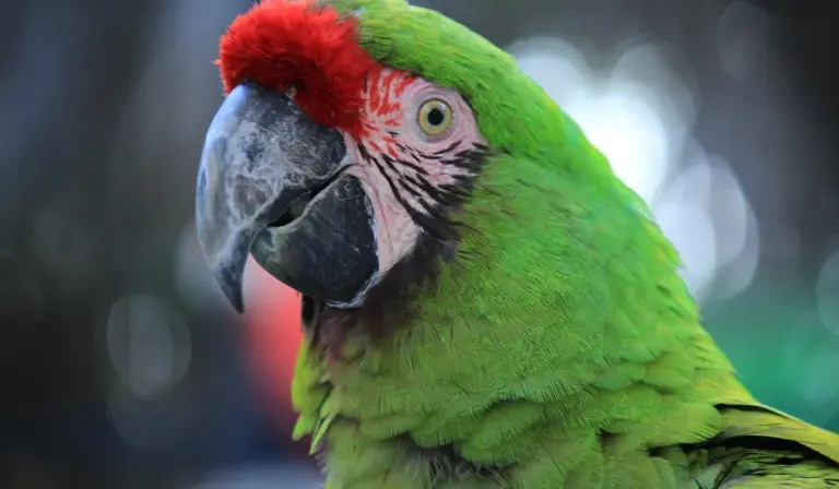 Close-up of a green parrot with a red crown