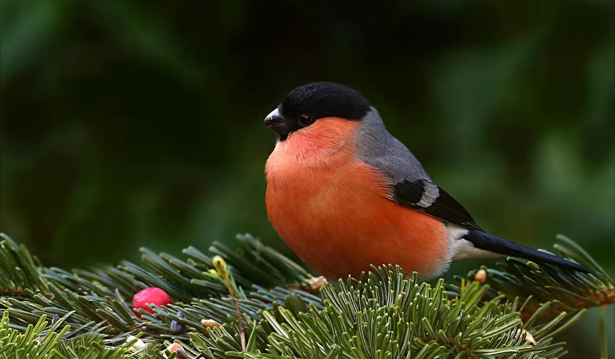 Small orange-breasted bird perched on evergreen needles.