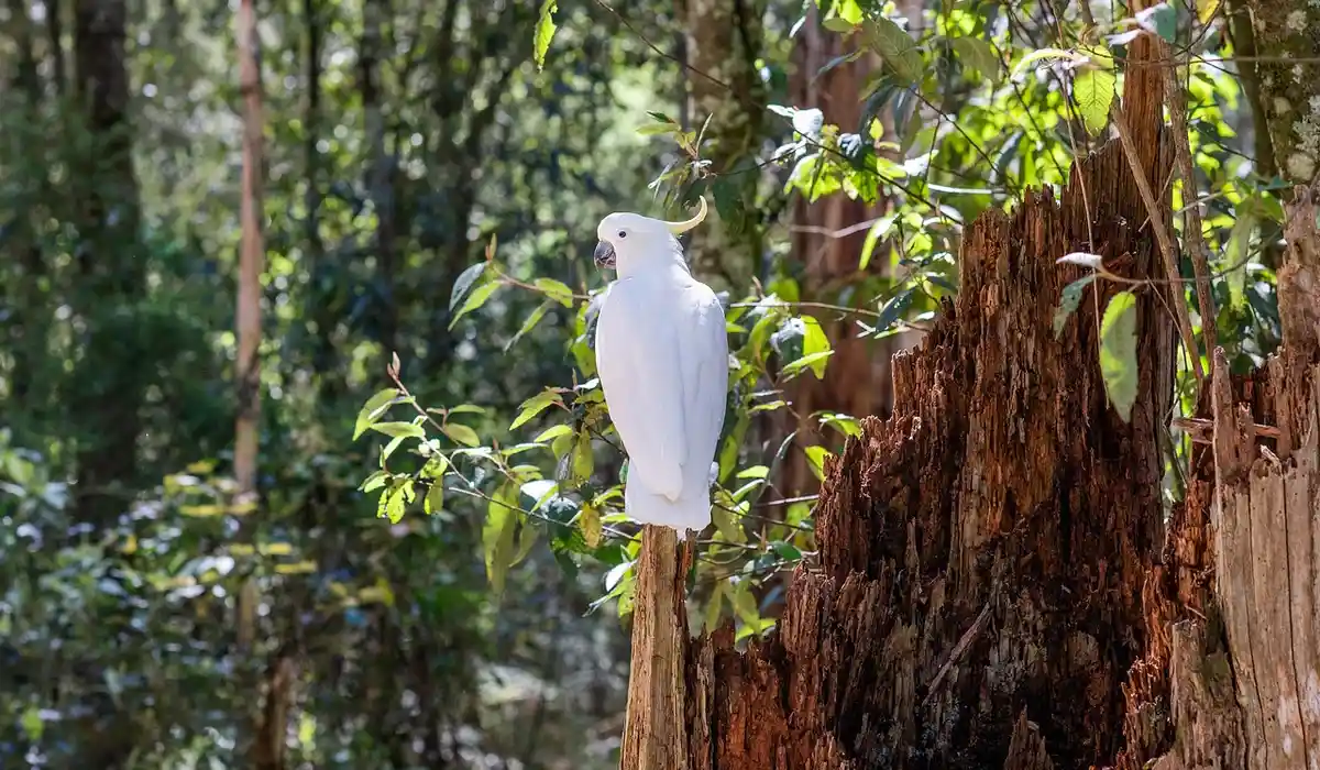 A white parrot perched on a rough, weathered tree trunk in a sunlit forest.