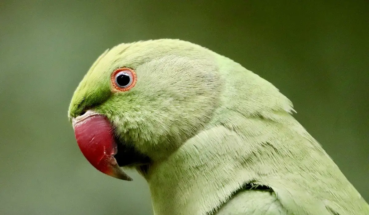 Close-up of a green parrot with a red beak against a blurred green background.