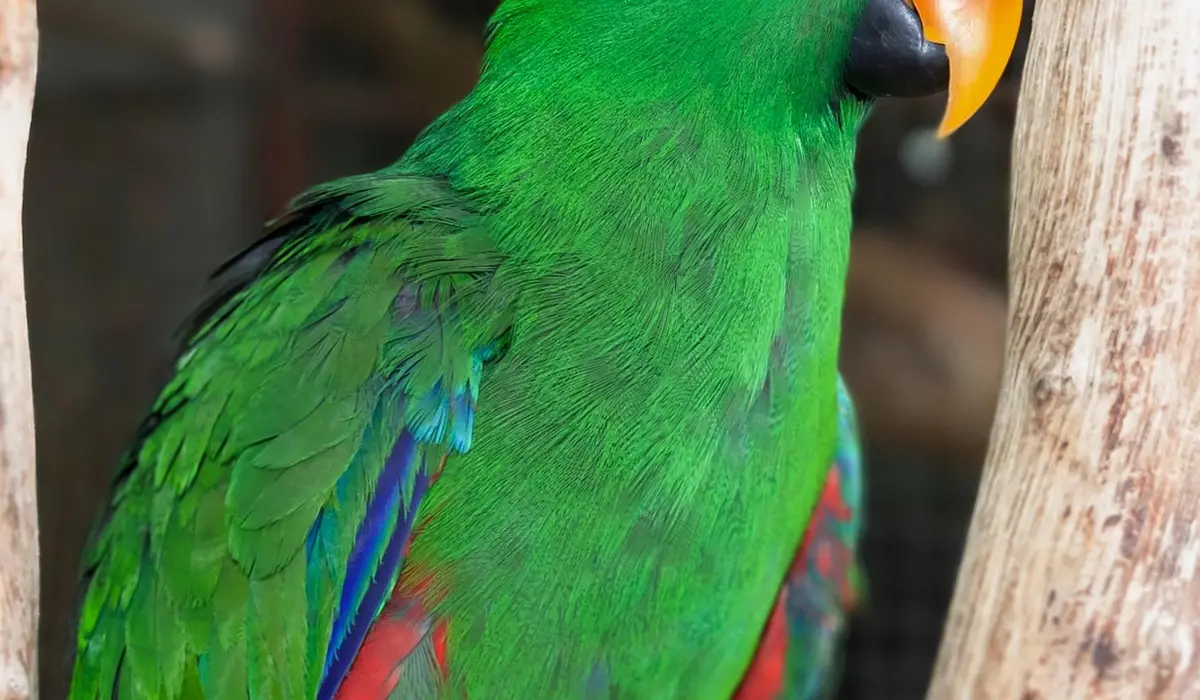Close-up of a bright green parrot with an orange beak perched on a wooden branch.