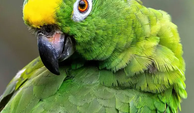 Close-up of a bright green parrot with a yellow forehead and orange eye, looking toward the camera.